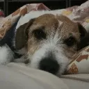 evie