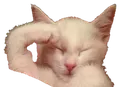 salutekitty salutekitty