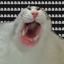 aaaaaaaacat