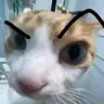 eyebrowcat