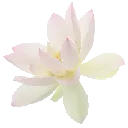 06_flower