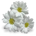 06_flowers