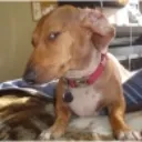 sus_doggo