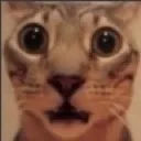 cat_what