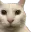 cannycat