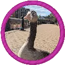 Goose