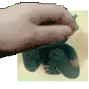 chrpet