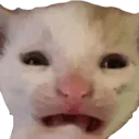gato3
