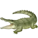 crocodilo