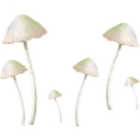 Mushrooms