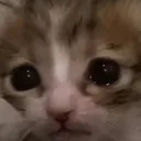cryingkibby
