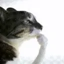 Kittythink Kittythink