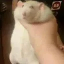 rat