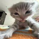 kitty
