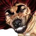 perro1