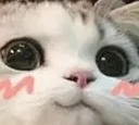 blushycat