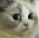 cat_stare