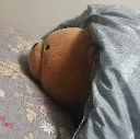 sleep_gomdori