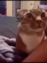catAsk