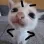 angykitten angykitten