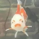 madkoi
