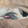 powernapGIRLE