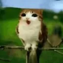 meowl