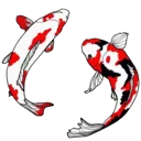 koifish1