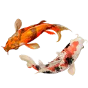 koifish2