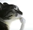 catthink