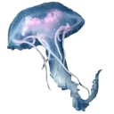 fg_jellyfish