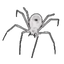 CZ_spider