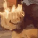 Cat_Fire