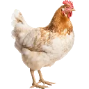 chicken_one