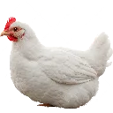 chicken_rest