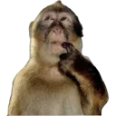 monkey_think