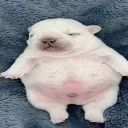 Pibble