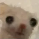 rata