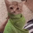 catinblanket