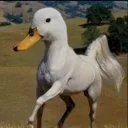 duckhorse