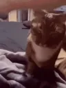 catAnswer catAnswer