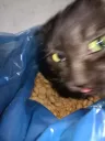 OURcat