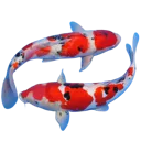 koifish3
