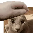 wackamolecat_pet