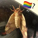 gay