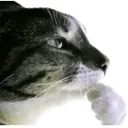 thinker