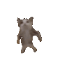 gangnamstylecat
