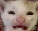catdespair