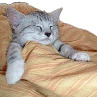 sleepycatto Discord emoji