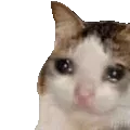4489sadcatok